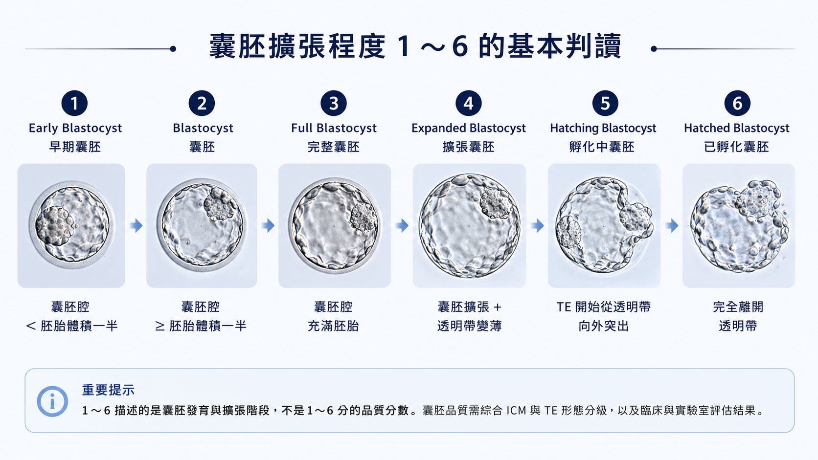 囊胚擴張程度 1 到 6 的基本判讀示意圖