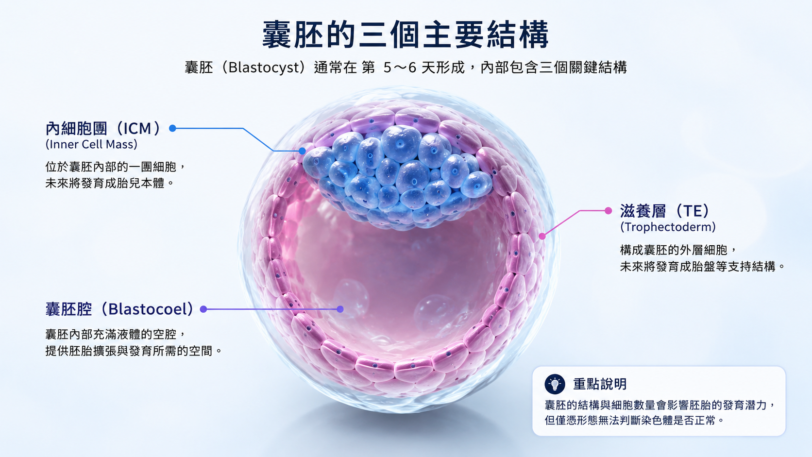 囊胚主要結構示意圖，包含內細胞團 ICM、滋養外胚層 TE 與囊胚腔 Blastocoel