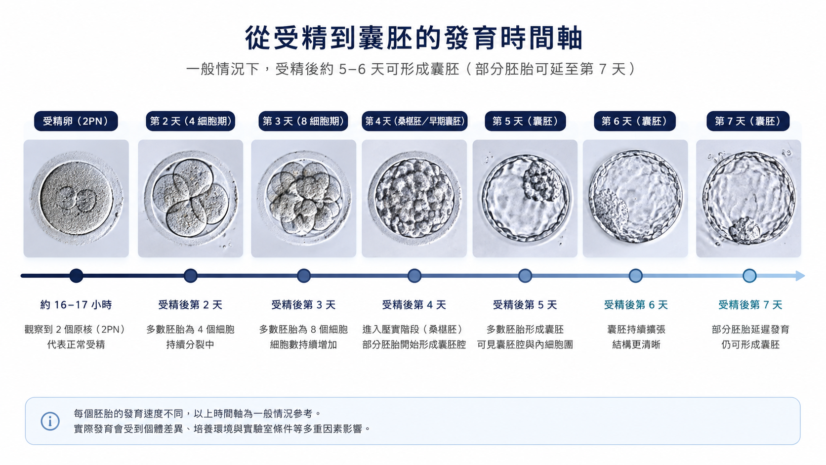 從受精卵到囊胚的胚胎發育時間軸