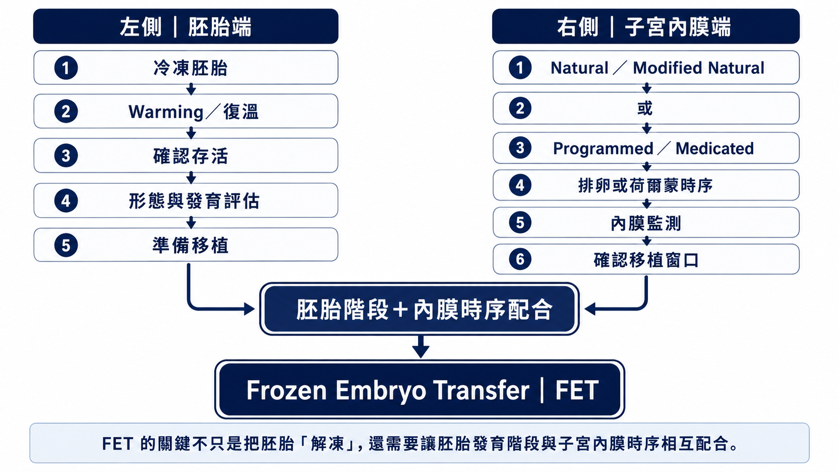 冷凍胚胎植入 FET 的兩個核心準備流程圖