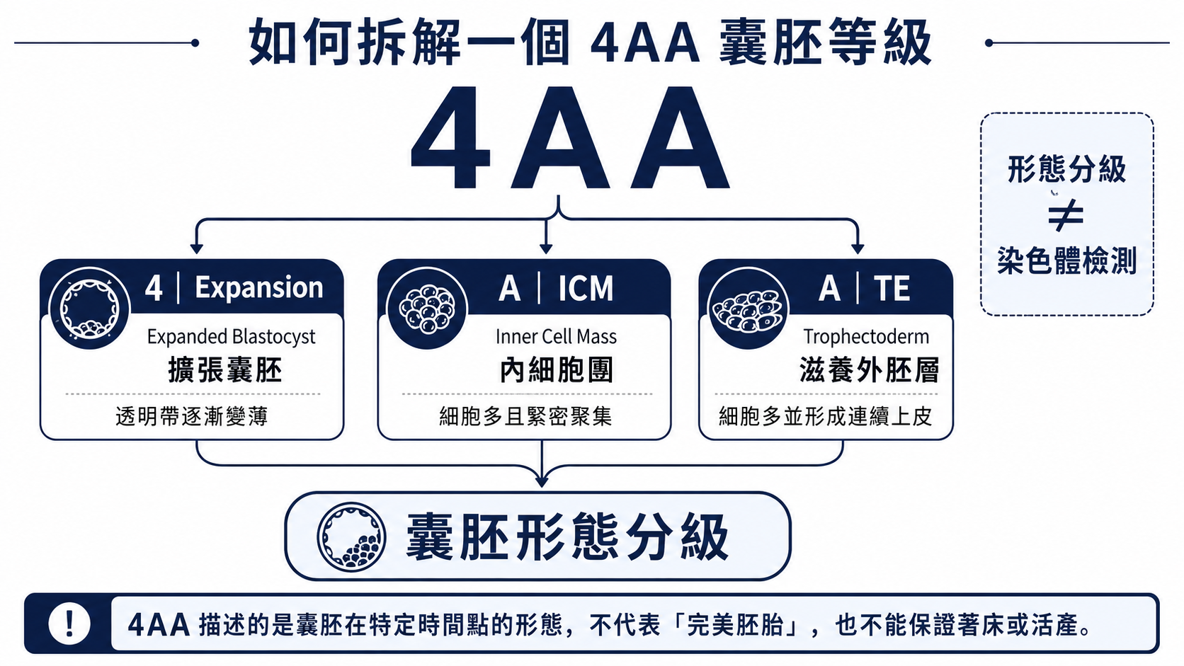 4AA 囊胚等級拆解示意圖，包含 Expansion、ICM 與 TE 的意義
